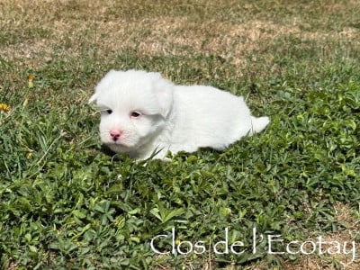 Les chiots de Coton de Tulear