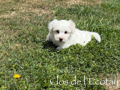 Les chiots de Coton de Tulear