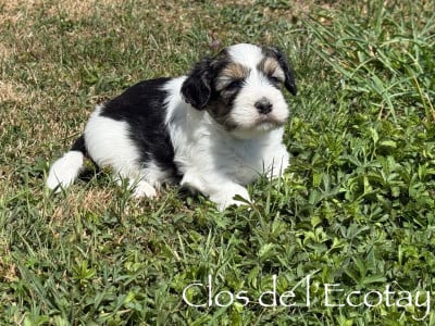 Les chiots de Coton de Tulear