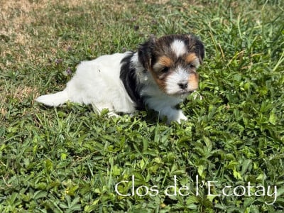 Les chiots de Coton de Tulear