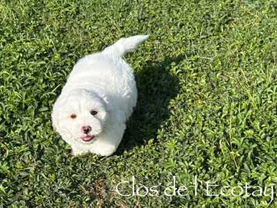 Les chiots de Coton de Tulear