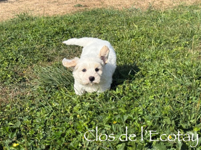 Les chiots de Coton de Tulear