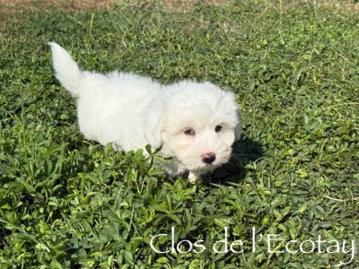 Les chiots de Coton de Tulear