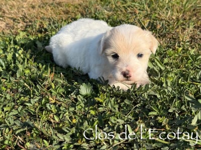 Coton de Tulear