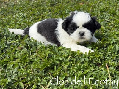 Les chiots de Shih Tzu
