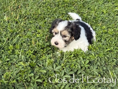 Les chiots de Coton de Tulear