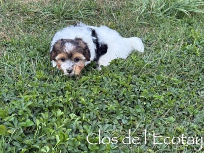 Les chiots de Coton de Tulear