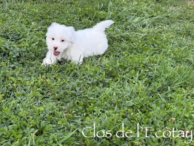 Les chiots de Coton de Tulear