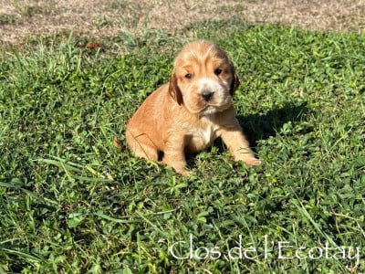 Les chiots de Cocker Spaniel Anglais