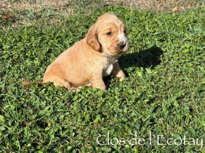 Les chiots de Cocker Spaniel Anglais