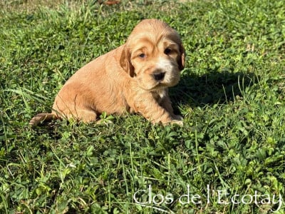 Les chiots de Cocker Spaniel Anglais