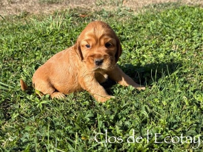 Les chiots de Cocker Spaniel Anglais