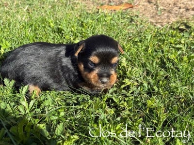 Les chiots de Yorkshire Terrier