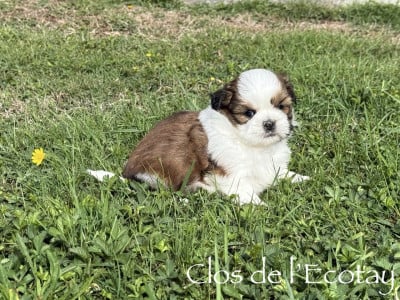 Les chiots de Shih Tzu