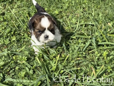 Les chiots de Shih Tzu