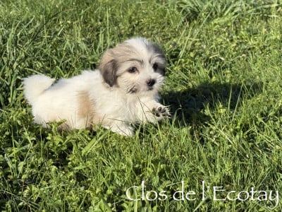 Coton de Tulear