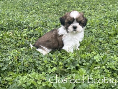 Les chiots de Shih Tzu