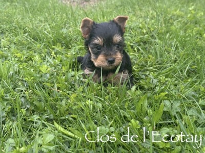 Les chiots de Yorkshire Terrier