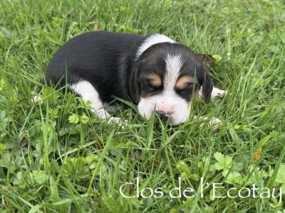 Beagle