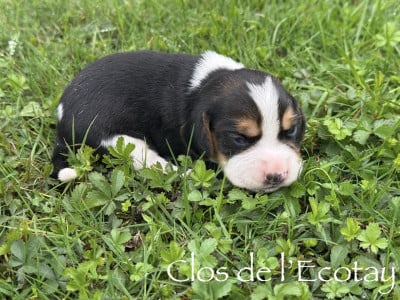 Les chiots de Beagle