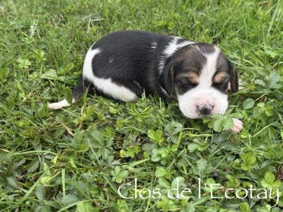 Les chiots de Beagle