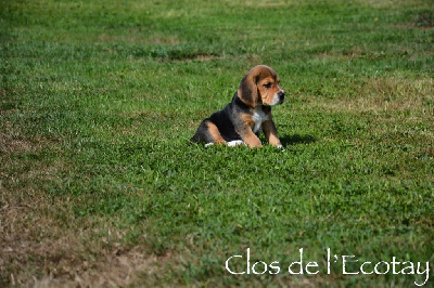 CHIOT 2 - Beagle