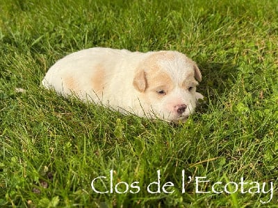 Les chiots de Coton de Tulear