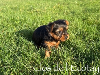 CHIOT 4 - Yorkshire Terrier