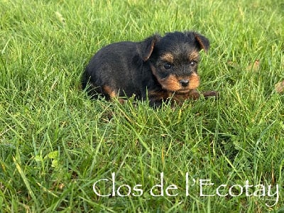 CHIOT 2 - Yorkshire Terrier