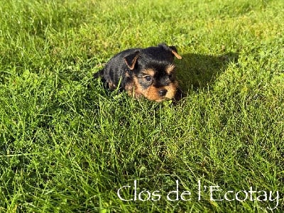 Les chiots de Yorkshire Terrier