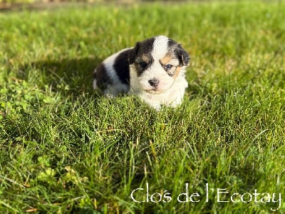 Les chiots de Coton de Tulear