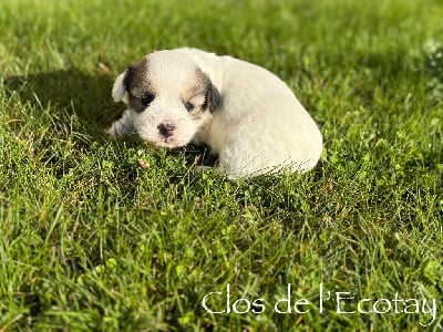 Les chiots de Coton de Tulear