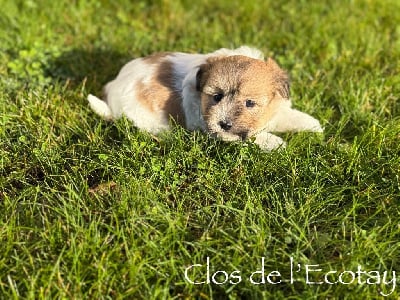 Les chiots de Coton de Tulear
