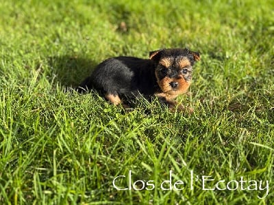 Les chiots de Yorkshire Terrier