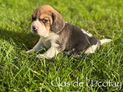 Les chiots de Beagle
