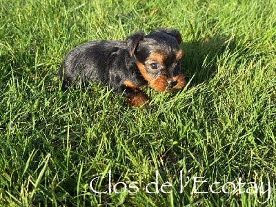 CHIOT 5 - Yorkshire Terrier