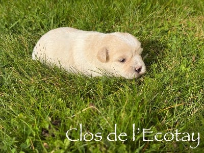 Les chiots de Coton de Tulear