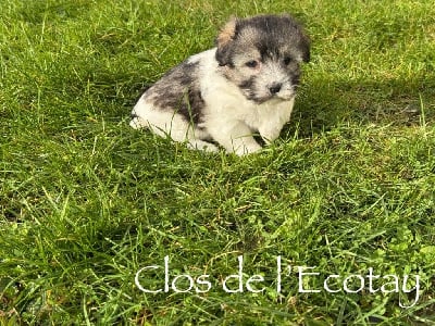 Les chiots de Coton de Tulear