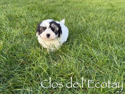 Les chiots de Coton de Tulear