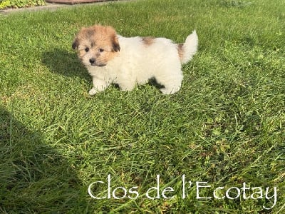 Les chiots de Coton de Tulear