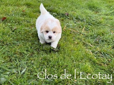 Les chiots de Coton de Tulear