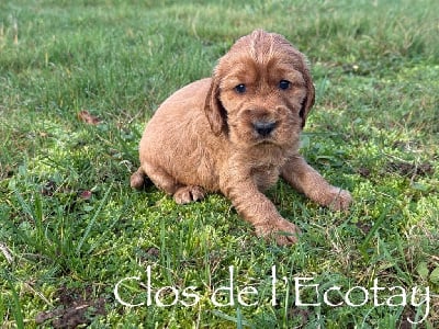 Les chiots de Cocker Spaniel Anglais