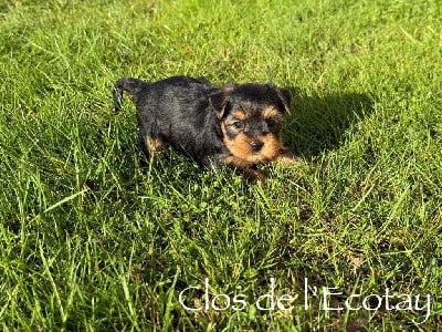 Les chiots de Yorkshire Terrier