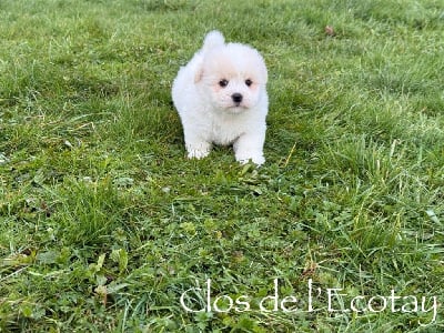 Les chiots de Coton de Tulear