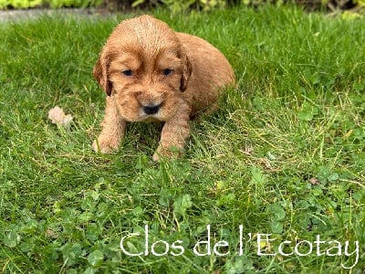 Les chiots de Cocker Spaniel Anglais