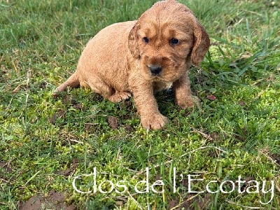 Les chiots de Cocker Spaniel Anglais