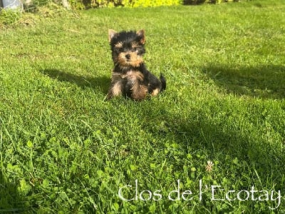 Les chiots de Yorkshire Terrier