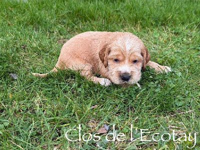 Les chiots de Cocker Spaniel Anglais