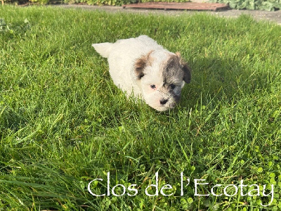 Les chiots de Coton de Tulear