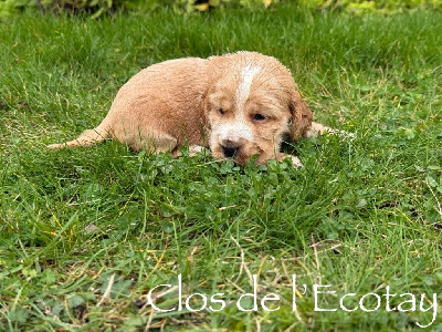 Les chiots de Cocker Spaniel Anglais